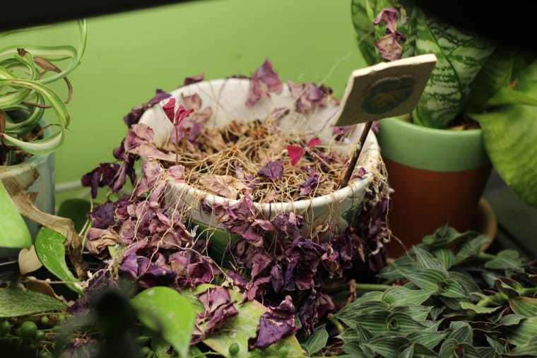 Oxalis σε μόνιμο σημείο μαρασμού