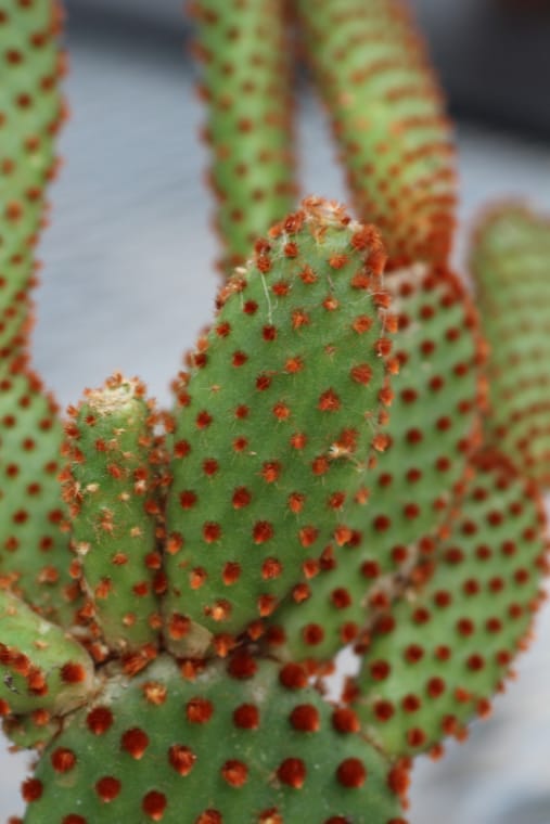 Opuntia με γλοχίδες
