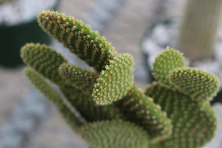 Τα Glochids Opuntia είναι προστασία φυτών