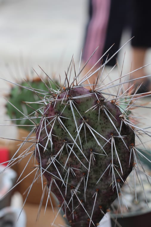 Opuntia Spines που χρησιμοποιούνται ως προστασία φυτών