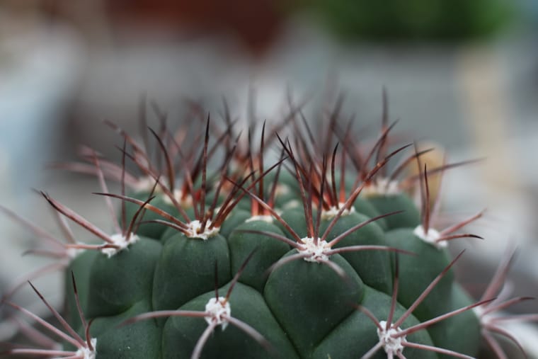 Οι σπονδυλικές στήλες Cactus είναι η προστασία των φυτών