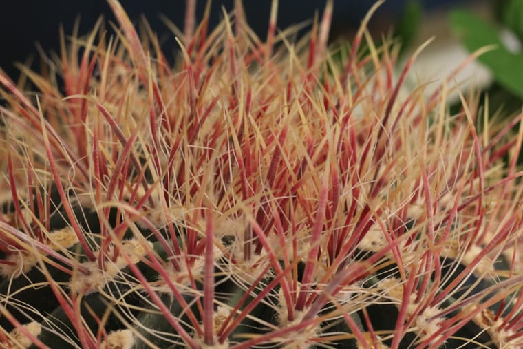 Προστασία φυτών Cactus Spines
