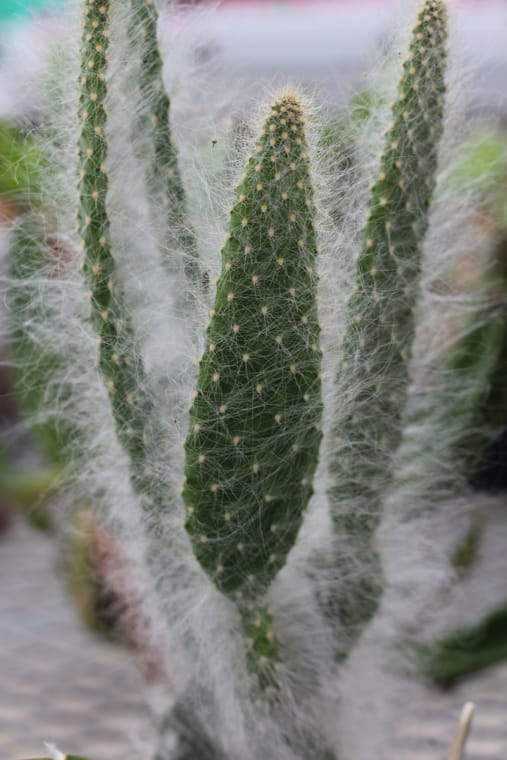 Cactus fuzz Hide Spines