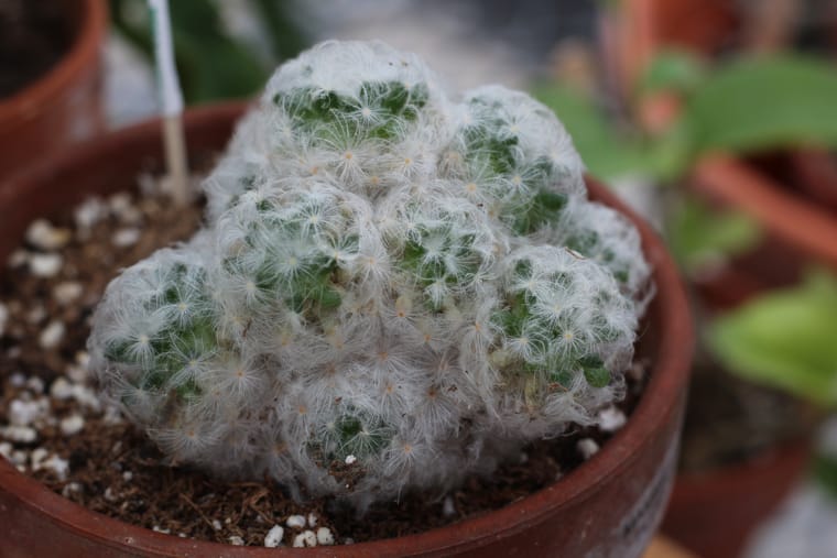 Η Mammillaria έχει προστασία φυτών