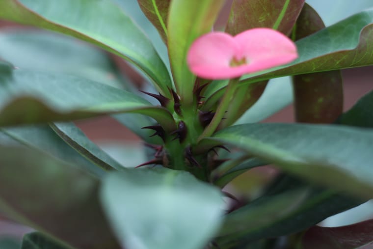 Το Crown of Thorns έχει προστασία φυτών