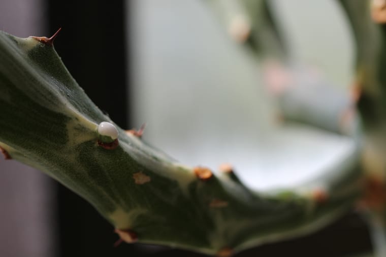 Η Euphorbia SAP είναι η προστασία των φυτών
