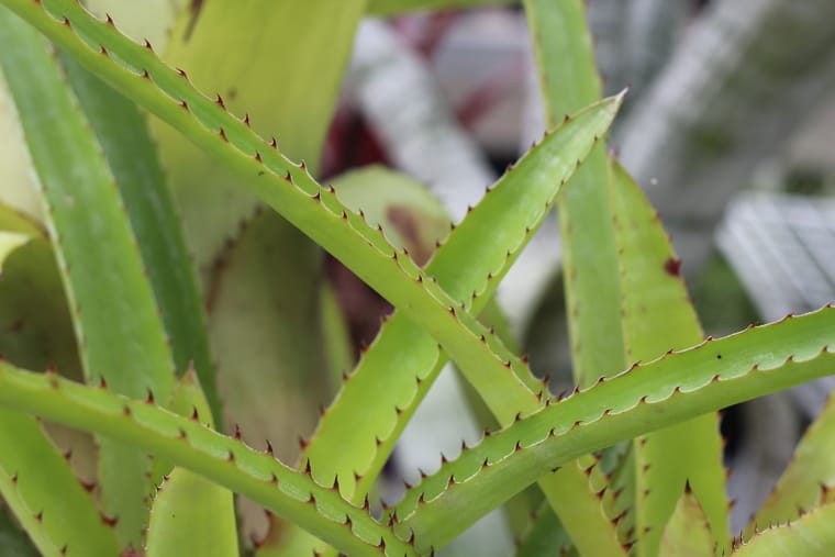 Η Aechmea Spines είναι προστασία των φυτών