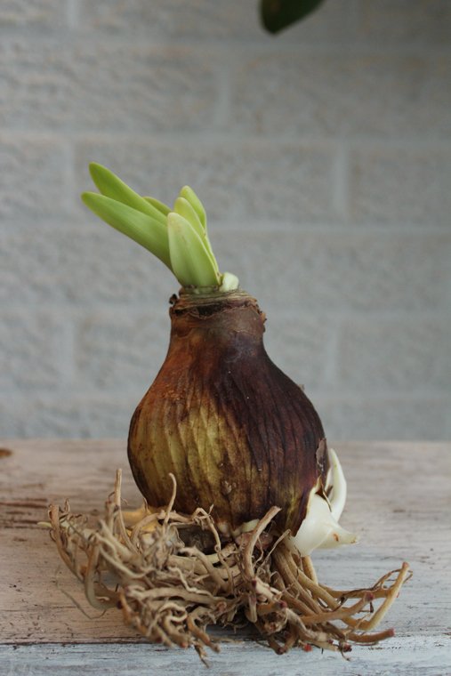 Ο βολβός Amaryllis περιέχει λυκορίνη