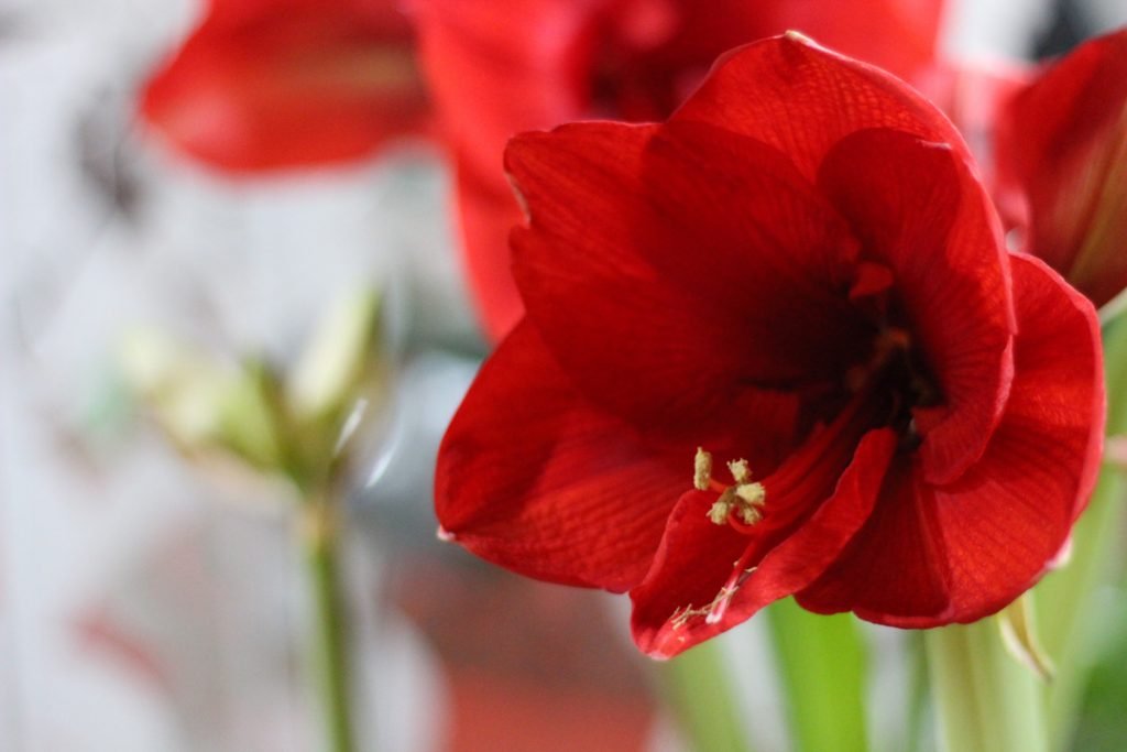 Τα λουλούδια amaryllis περιέχουν λυκόρπιο