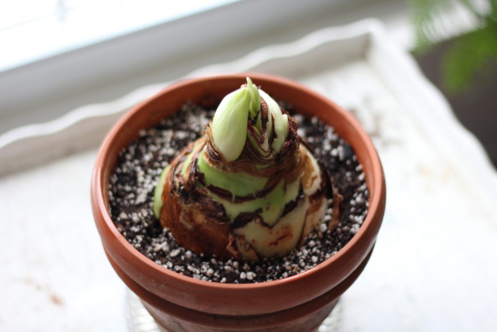 Ο βολβός Amaryllis φυτεύτηκε