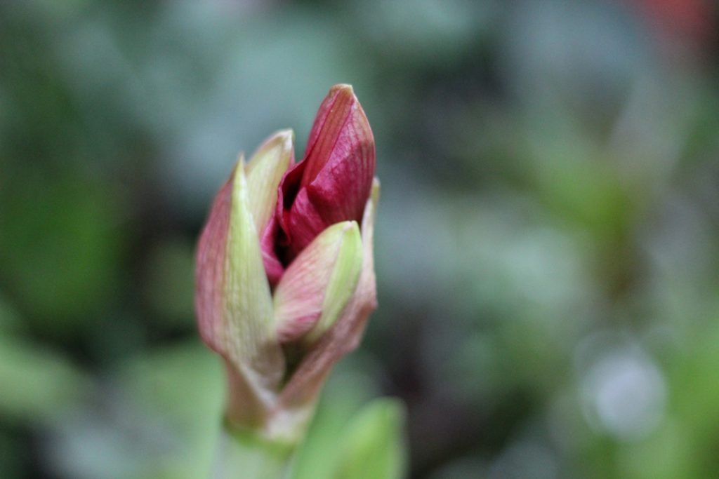 Οι μπουμπούκια Amaryllis περιέχουν λυκόρ