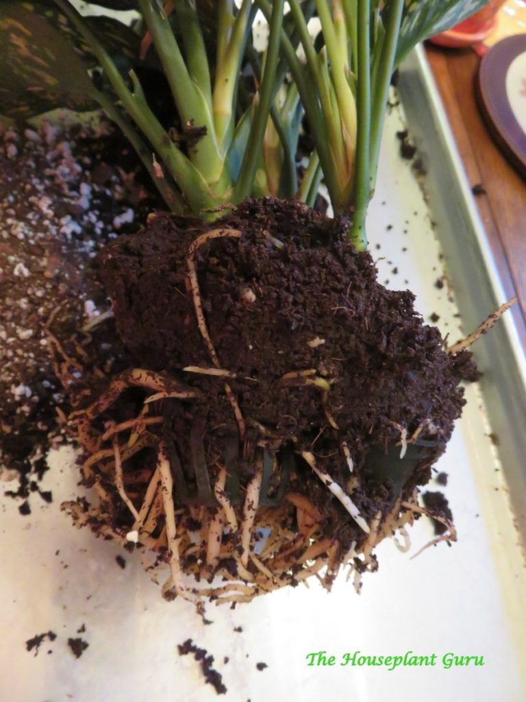 Aglaonema Root Ball