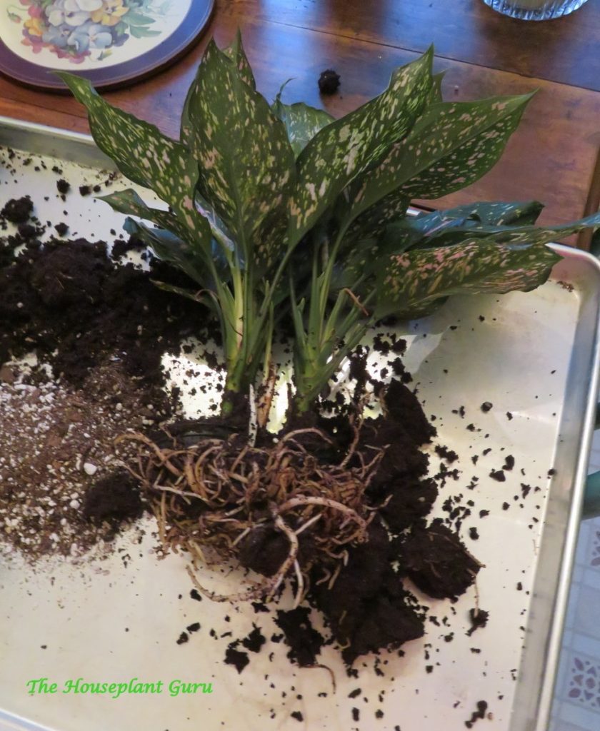 Ολόκληρο το Aglaonema με κύπελλα διάδοσης 