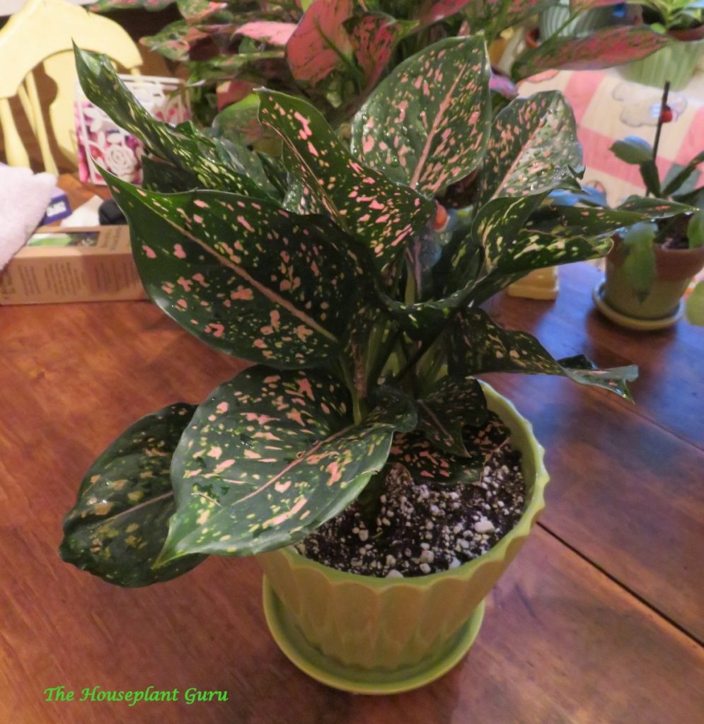 Η νεοαποκτηθείσα 'Pink Dalmation' Aglaonema