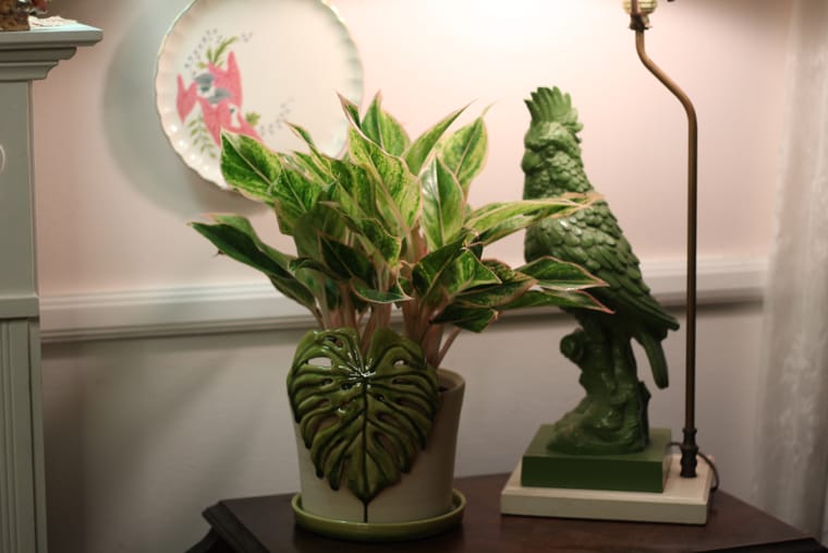 Aglaonema στον τελικό τραπέζι