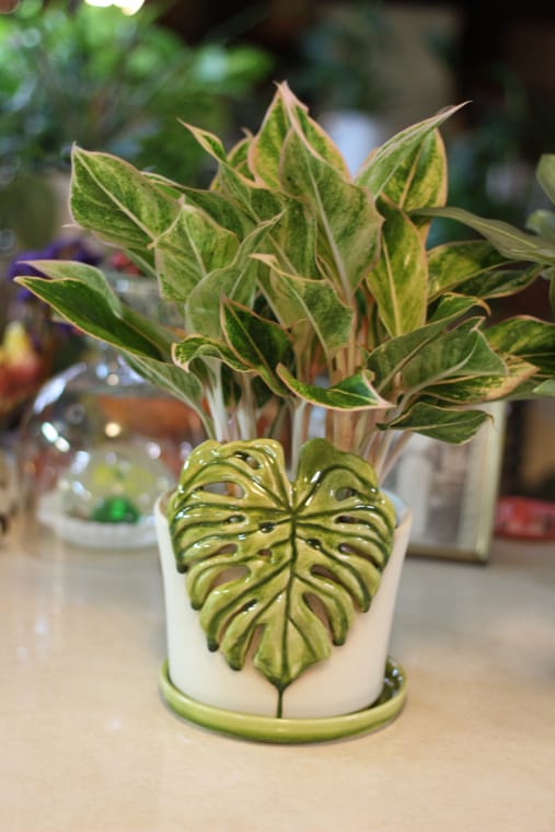 aglaonema σε καλά ταξίδεψε ποτά