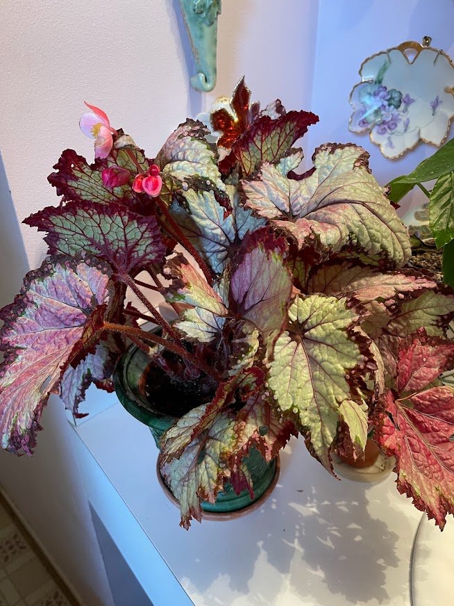 Rex Begonias