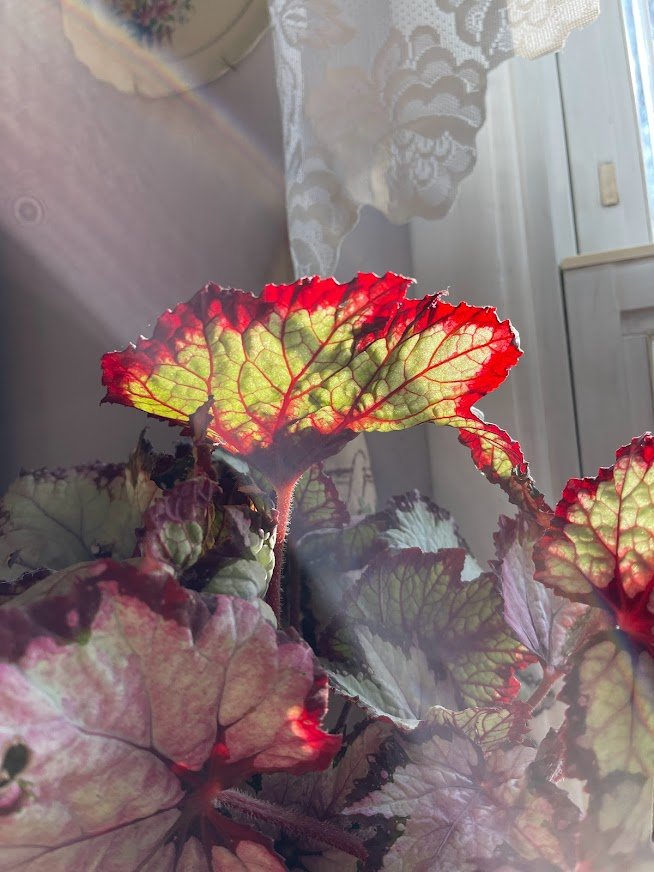Rex Begonia