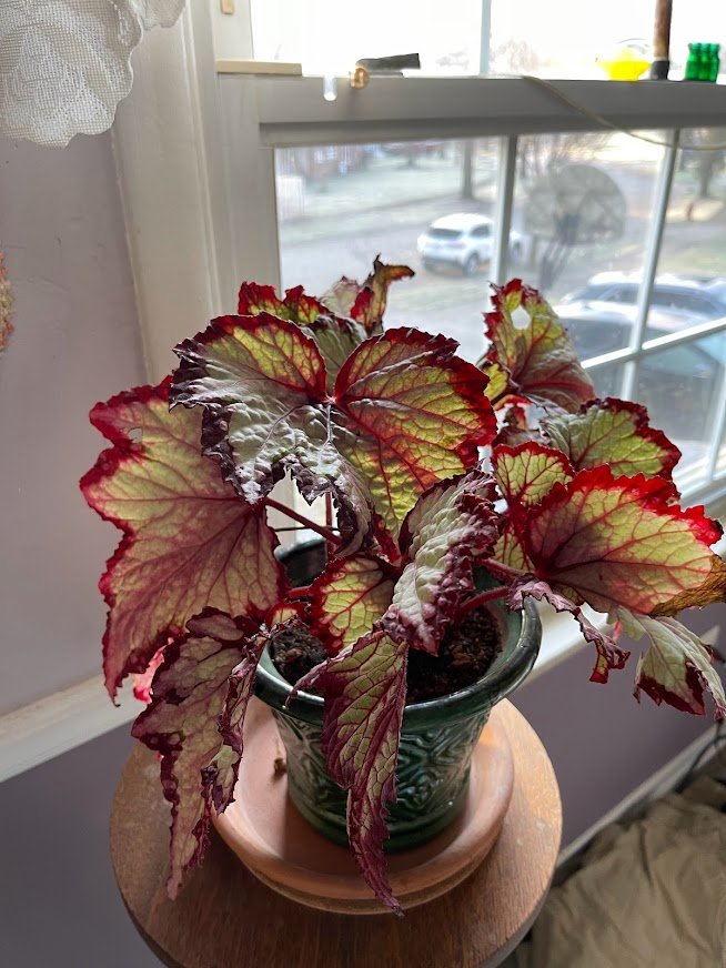 Begonia στην κρεβατοκάμαρα