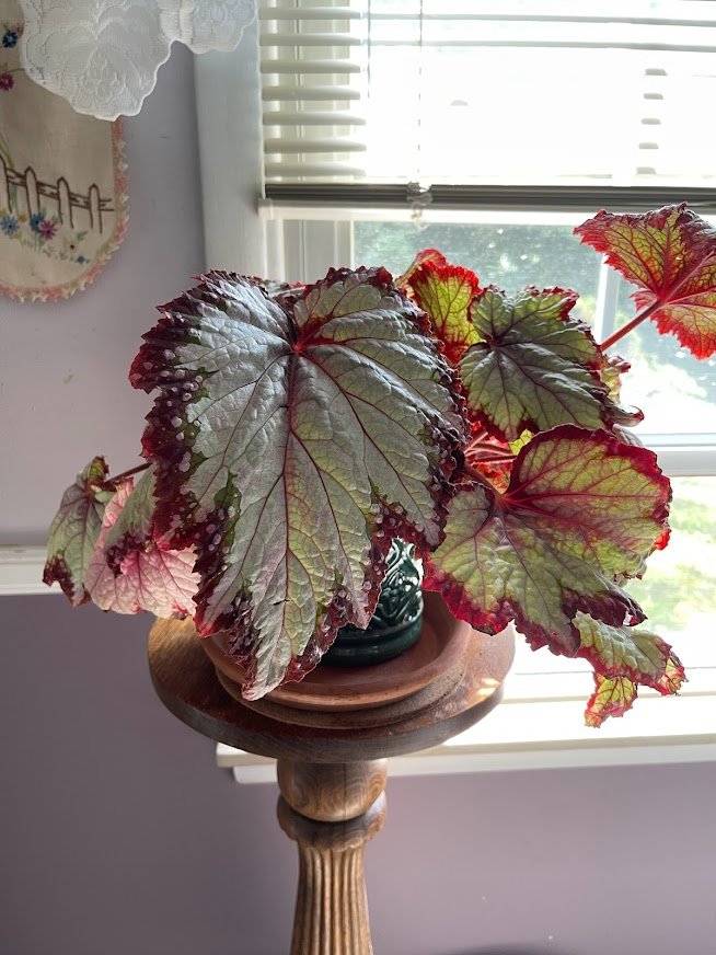 Jurassic Pink Shades Rex Begonia