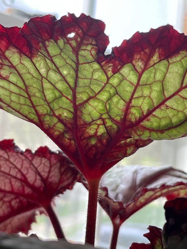 πίσω της Begonia