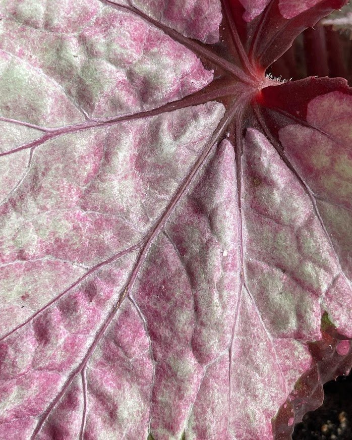 ροζ begonia