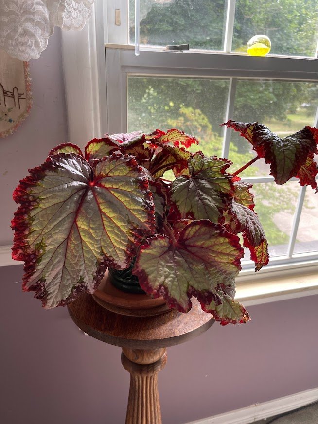 Rex Begonia στο Plant Stand