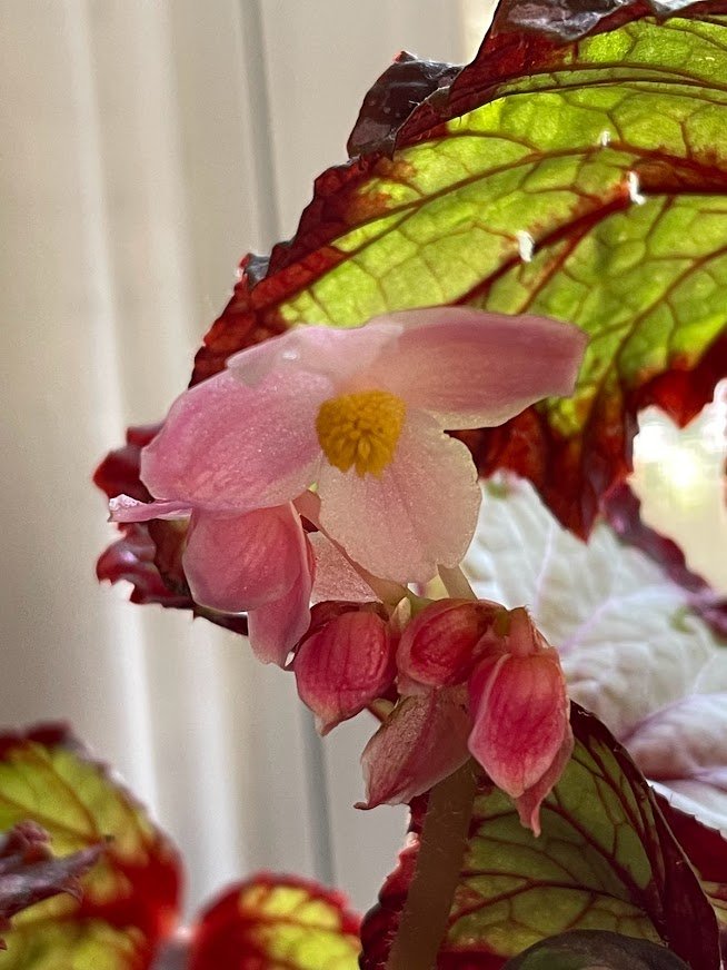 Resx Begonias Λουλούδια